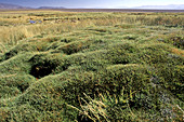 'Wetlands (Bofedales),Andes,Argentina'