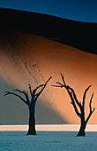 Silhouetted trees in front of sand dunes,Namibia