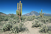 Sonoran desert,Baja California Sur