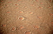 'Aerial view of fairy circles,Namibia'