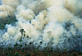 Burning rainforest to clear land for cattle