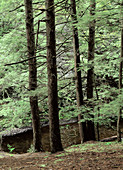 Hemlock Forest