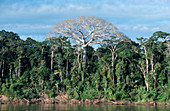 'Tropical Rainforest,Peru'
