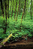 Lush Oregon Forest