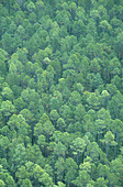 'Pine Forest,Georgia'