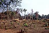 'Forest clearance,Cambodia'