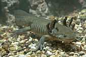 Tiger Salamander Larva