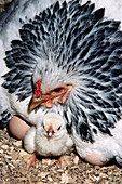 Hen and chick