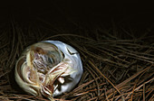 White Japanese Bantam chick hatching