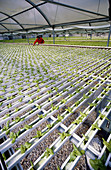 Greenhouse of Agrow Inc-lettuce growing