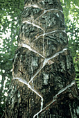 Cutting the Bark of the Balata Tree