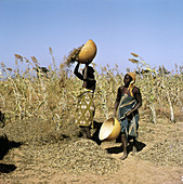 Groundnut Harvest