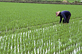 'Rice Farmer,Taiwan'