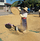 Threshing rice