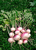 Harvested turnips