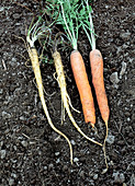 Wild & Domestic Carrots
