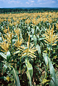 Field of Sweet Corn