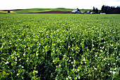 A Pea Field Near Moscow,Idaho