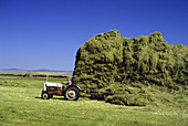 Farmer Stacking Grass Hay