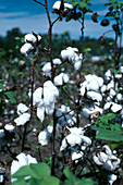 Ripe Cotton Bolls