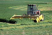 Harvesting Alfalfa