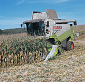 Header Stripping and Combining Corn Crop