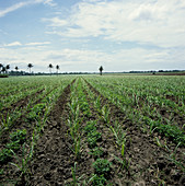 Intercropped Sugar Cane and Peanuts