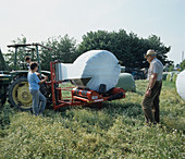 Wrapping silage bales in white polyethylene