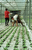 Planting Hydroponic lettuce