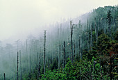 Acid rain damage to trees