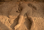 Body Casts in Pompeii