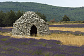 'Stone Hut and Lavender,France'