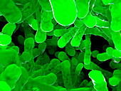 Bacteria,illustration