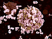 Antibodies and flu viruses,illustration