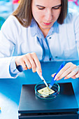 Scientist testing cheese sample