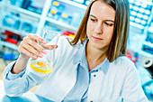 Scientist testing egg yolk in a lab