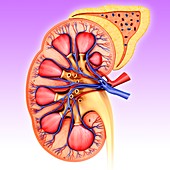 Section of human kidney,illustration