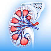 Section of human kidney,illustration