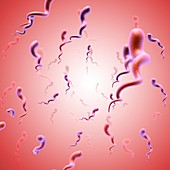 Syphilis bacteria,illustration