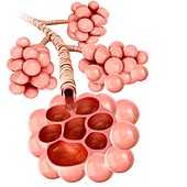 Alveoli of the human lung,illustration