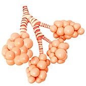 Alveoli of the human lung,illustration