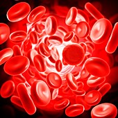 Red blood cells,illustration