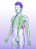 Human lymphatic system,illustration