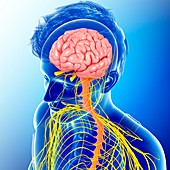 Human brain and spinal cord,illustration