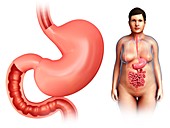 Human stomach,illustration