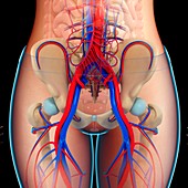 Groin circulatory system,illustration