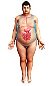 Human digestive system,illustration