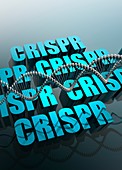 CRISPR gene editing,illustration