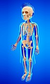 Skeletal system of a child,illustration