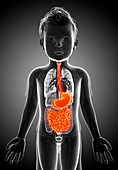 Digestive system of a child,illustration